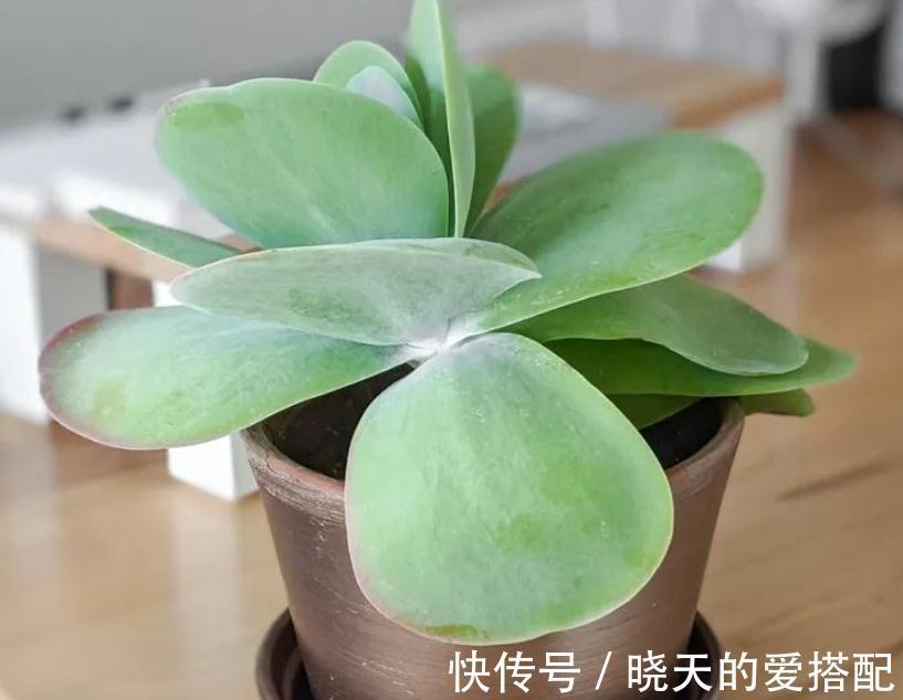 渐入深秋,多肉盆栽不能再搁置在这几个地方了