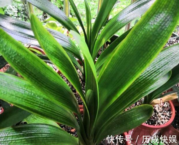 春夏秋冬，君子兰施肥要“恰到好处”，叶片肥绿，开花多不夹箭