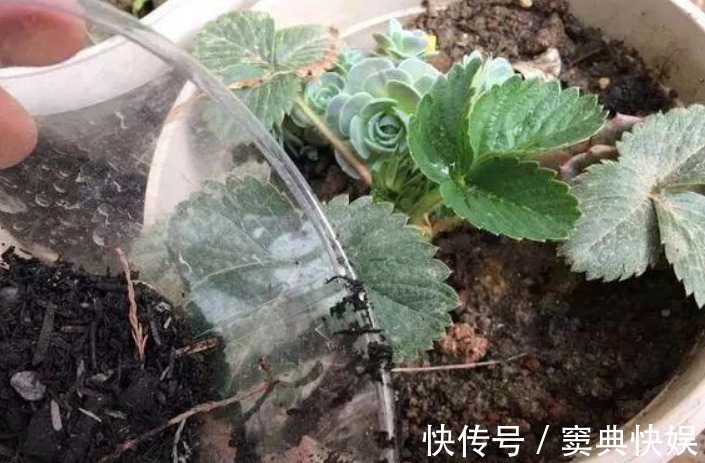 养花就用几种“神器”,花盆不积水,植物涨势好不烂根
