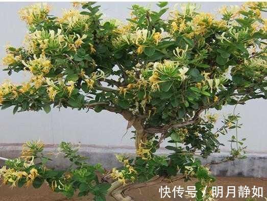 不想买花就养这，随手扦插1个枝，10天发芽，能长成老桩，花芳香