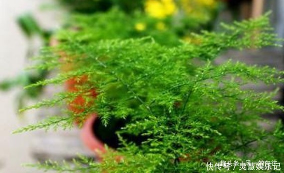 这3种花最怕阳光,越阴凉越生长的旺!阳光晒反而活不长