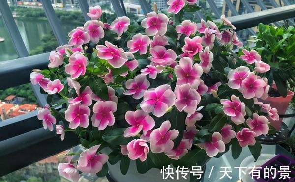 养花|新手养花只有“养不好”和“养死”吗?小花匠告诉你答案,很简单