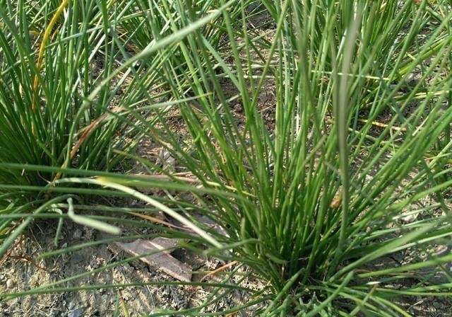 味道|农村野外常见,能温补助阳却被视为杂草,太可惜了!