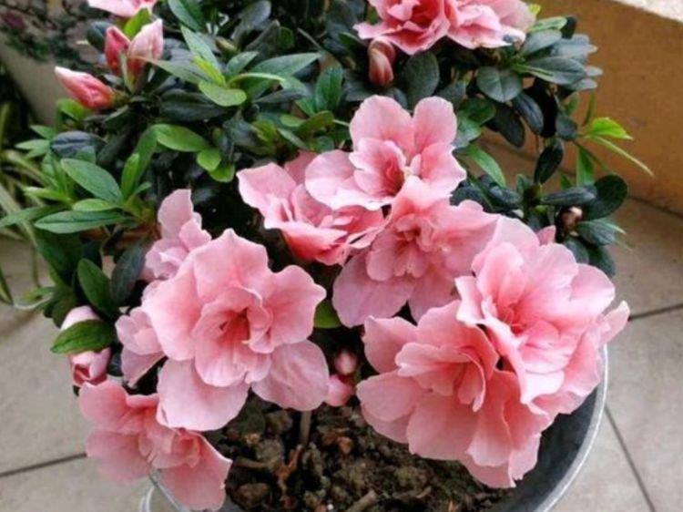 3种“网红花”，个个开出大花球，养在家里太美了！