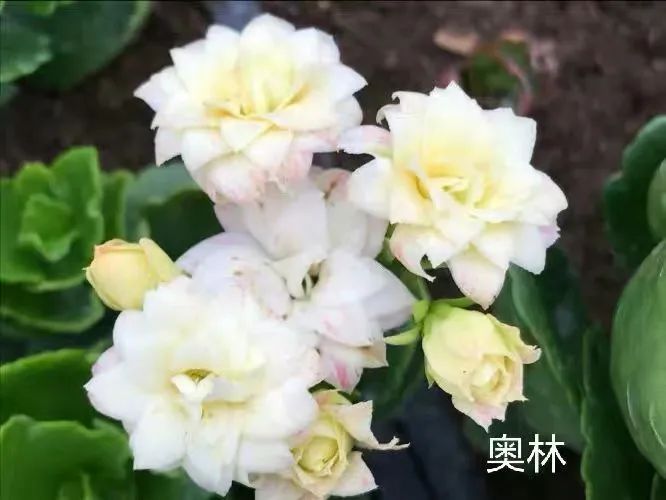 帕罗|45种长寿花,个个都是高颜值,家里养几盆,美得移不开眼
