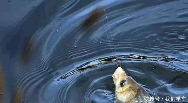 钓浮不会调漂没关系,这两种方法,会操作、懂思路就能上鱼