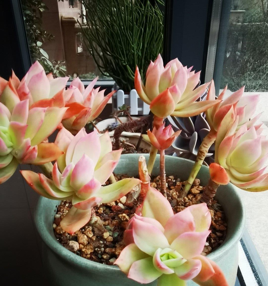 被低估的“三多肉”，叶片自带“果香味”，小半年缀成群生肉墩子