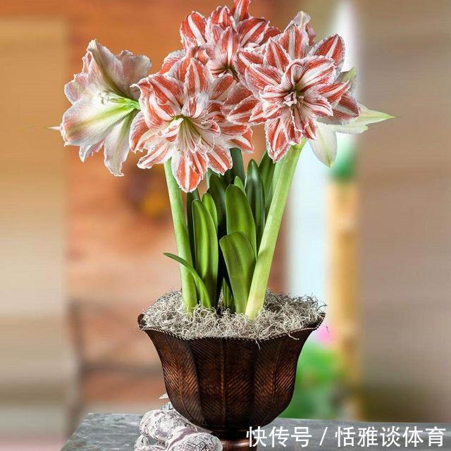 盆栽|朱顶红花枝亭亭玉立,掌握盆栽催花技巧,促进一年多次开花