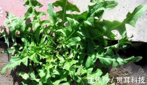 养生|野菜中的养生之王，大城市花高价钱也难买，乡下却随处可见！