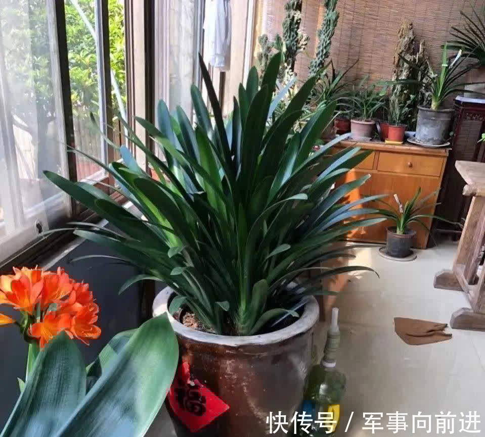 成龄|君子兰冬天要“富养”,2个基础,四个关键,做好就能开大花