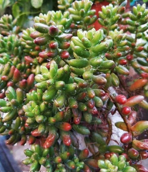 多肉狠心剃个头,呼呼长满小肉芽,20天就爆盆