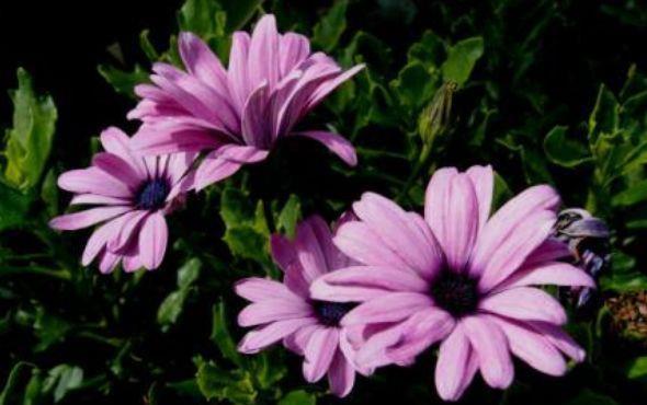 4种花漂亮又好养,花期超长又漂亮,一开就停不下来