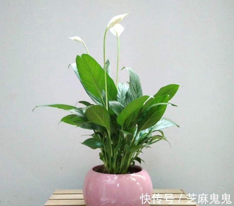 养花小知识,白掌篇