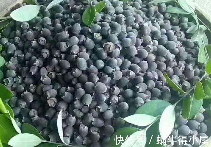 乌肚子|原先没人要的野果,现在成了金豆豆,乌肚子值钱了