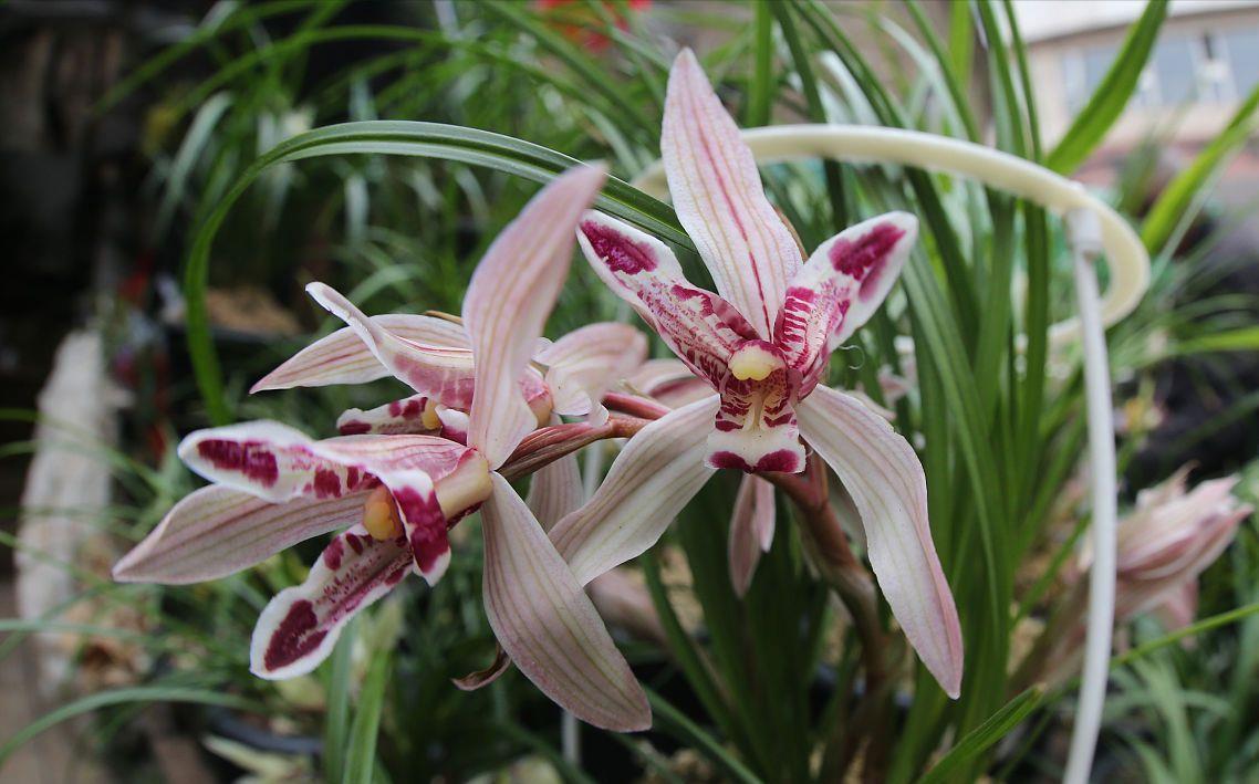 养兰花,3处“细节”做到位,枝叶常青,花香更持久