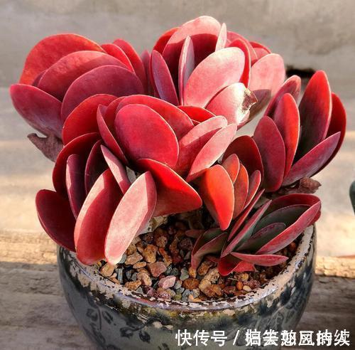 平平无奇的多肉唐印，做好几件事，叶片红艳艳，谁见了都夸美