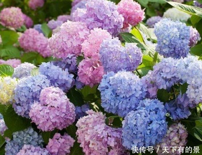 4种花是懒人的最爱,不用费心,就能长的特别好,花开不断!