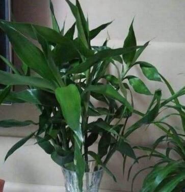 养富贵竹,做到“2勤、1少、1多”,新叶呼呼冒,枝粗叶绿蹿得快