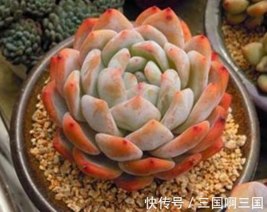 10种适合新手的多肉,生命力顽强,一年到头都有好状态,真美