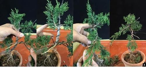 风动式的真柏盆景婀娜多姿，撩得我手定要上手一试！