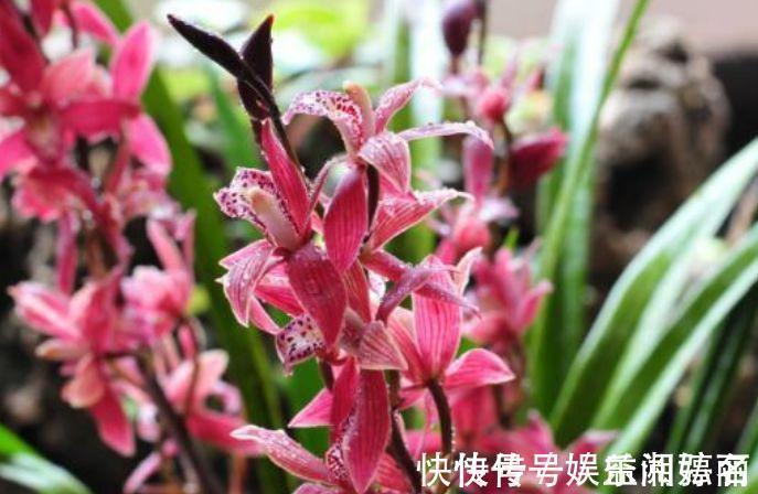 家里养此款花卉，便宜好养，镇宅、聚财又养人，大家都抢着买！