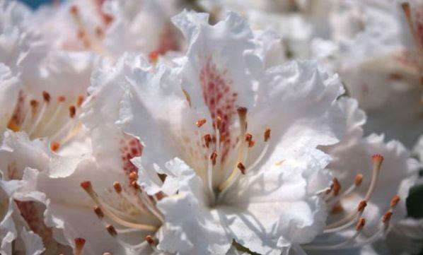 4种花是花中劳模，家里充满色彩感，阳台变成小花园