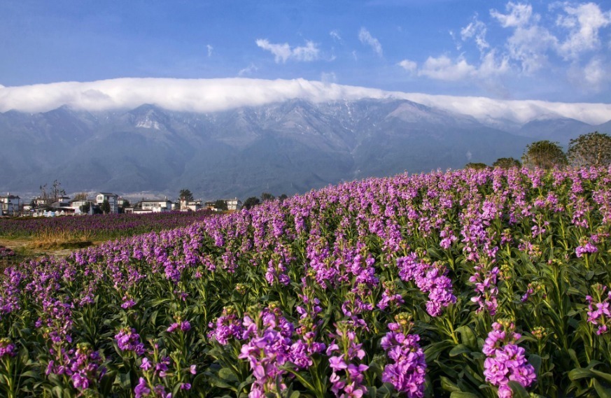 这2种花比月季好看!叶片扦插就成活,半年开花,一年种出20盆!