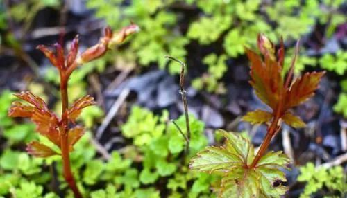 拉拉秧|长在农村的“不老草”,在路边不起眼,殊不知营养价值不输人参!