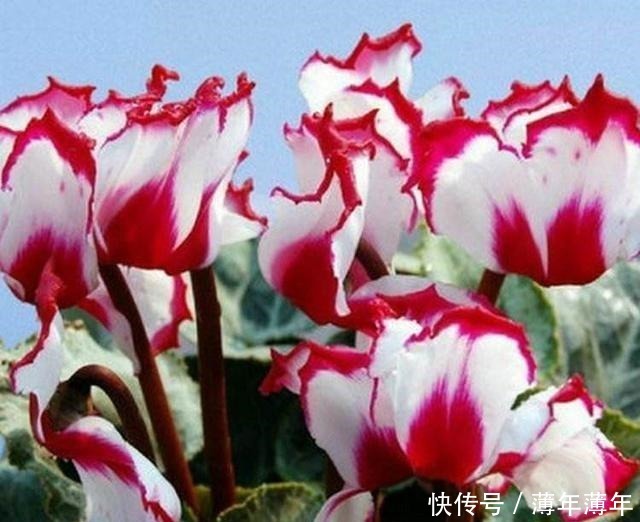 球茎|养仙客来，掌握3点，花朵开不败，一年一轮回！