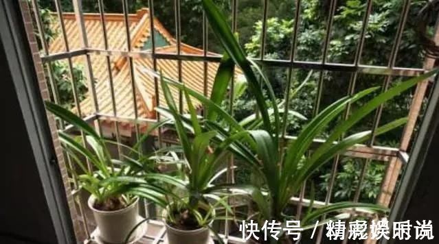 浇灌|胡大妈养“兰花”,用一种令人厌恶的“营养液”,1盆养成20盆