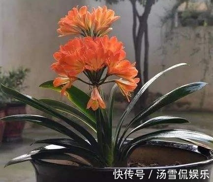 浇水|富裕家庭都养“3种花”，摆在客厅金玉满堂，懂行人都会养一盆