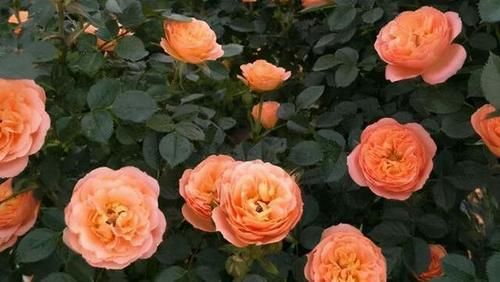 分享可以在阳台栽培的十一种藤本月季，随便一种都能让你满意