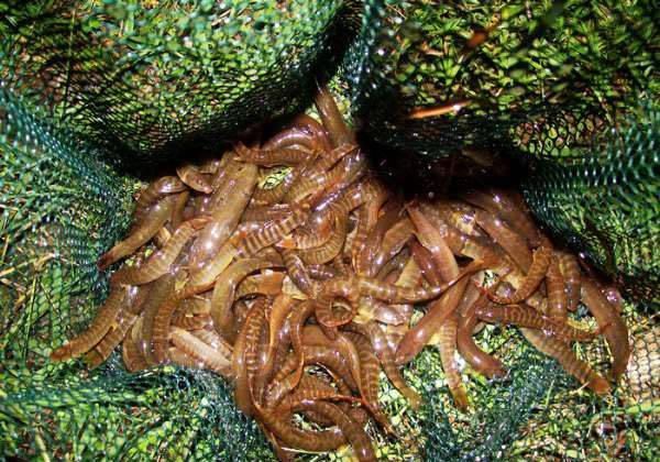 打工仔回到家乡,再钓一次故乡河里的小鱼