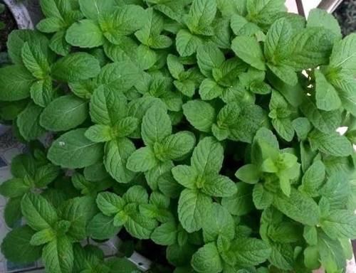 家庭养花：如何做好土壤结块的“防”和“治”？