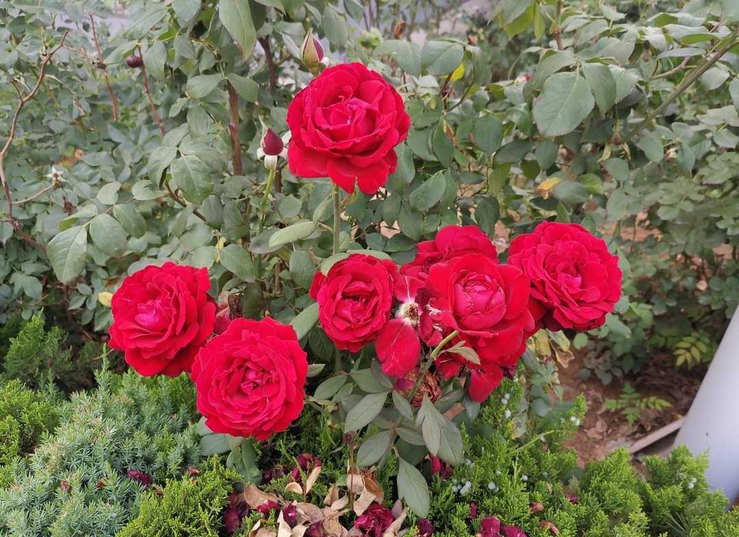 《曾国藩家书》:对人要宽严相济,办大事要有人才备份