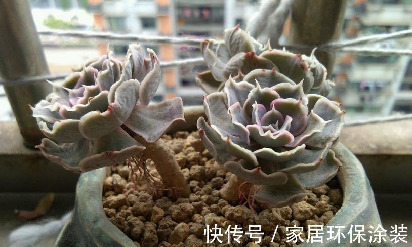 夏季|三伏天入手多肉,做好这些小事情,不烂根,养得好