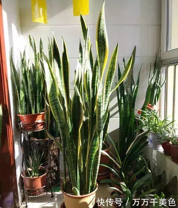 虎皮兰有“3怕两不喜”，难怪不爱出小芽，还越长越难看