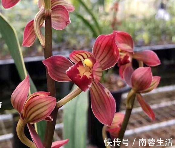 叶美|养兰花一年365天不偷懒，天天有花开，开到你不想要