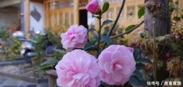 茶花|这3种花,比香水好闻,比桂花还香,家中放一盆,能薰一室香