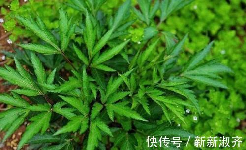 养血|它通血滞、补血虚、润血枯、抚血乱、散血寒,使气血各有所归