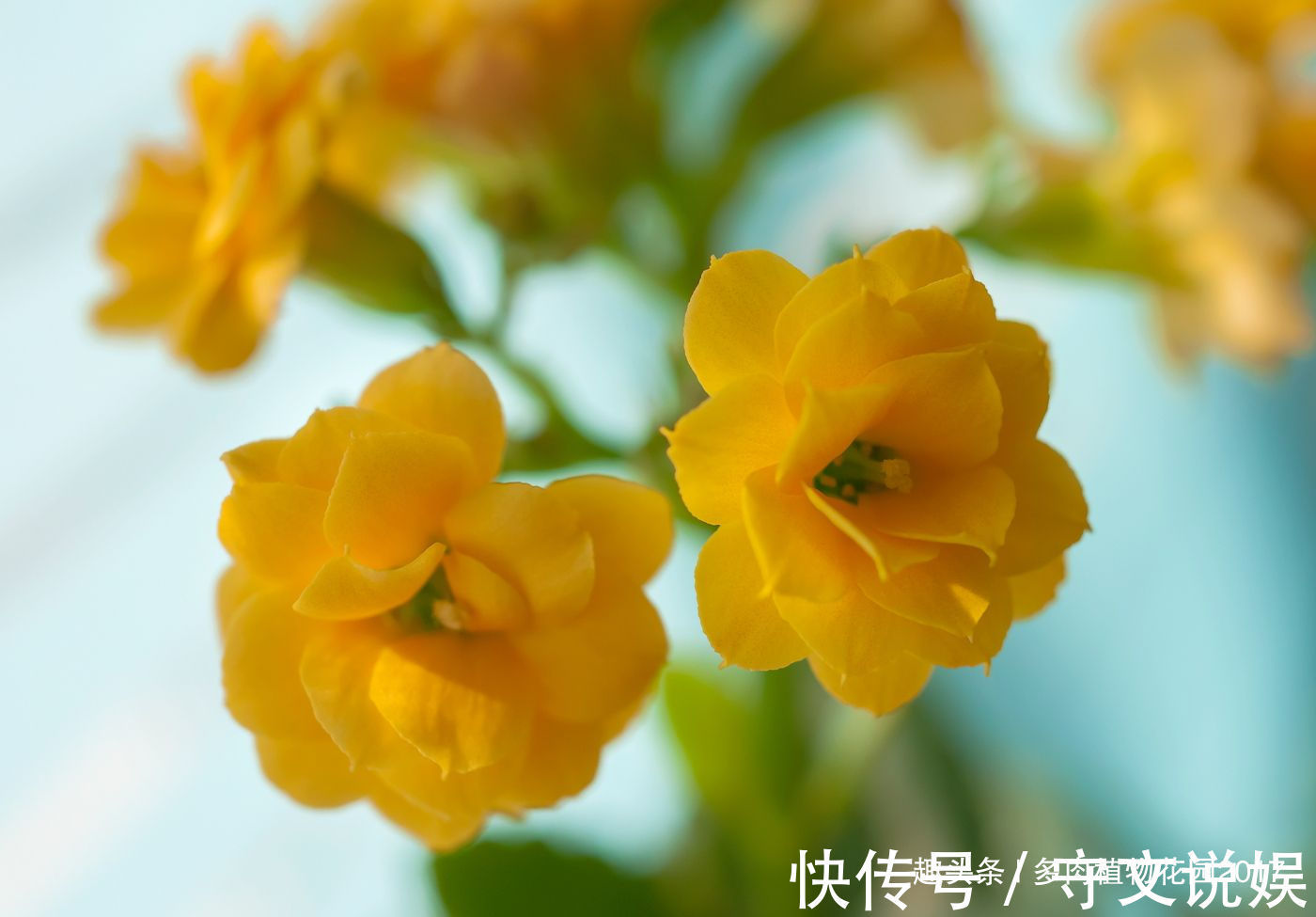 长寿花没有精神,可能问题出在这四点,做好花多叶绿