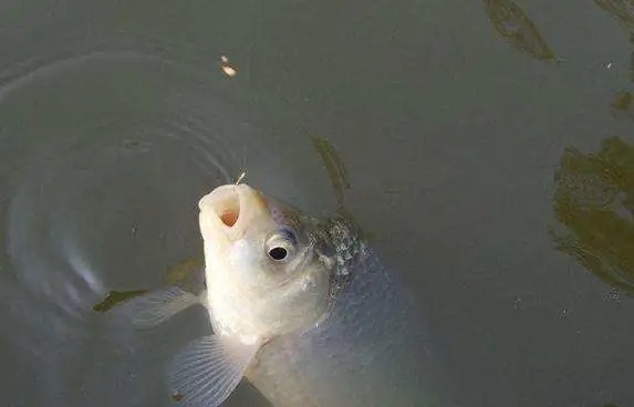 饵料|野钓鲫鱼时,钓离底更适合一些,有如下好处!