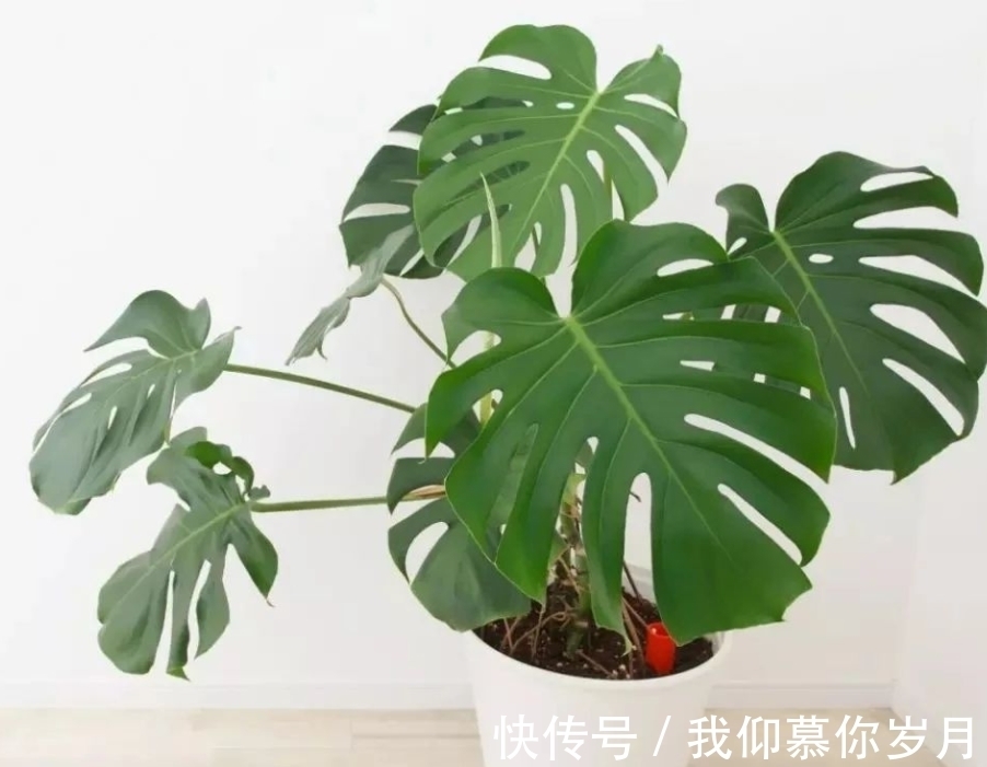 龟背竹养殖要领：居家盆栽牢记4点，茎干壮，叶子又大又绿