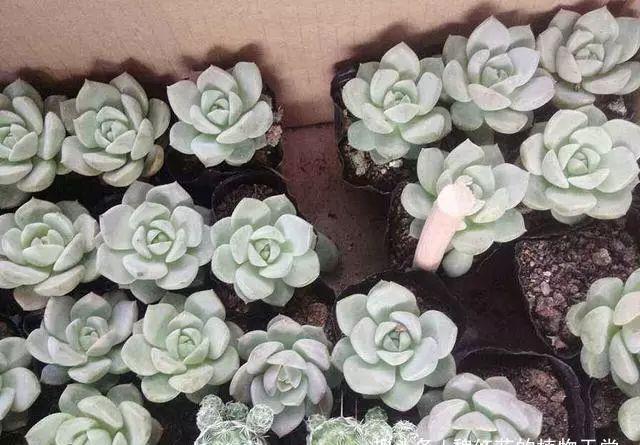多肉品种多到数不过来,这种却格外受欢迎,颜色淡雅又好养