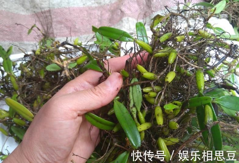 入药|农村长在石头上的杂草,原来无人问津,现在35元一斤很抢手