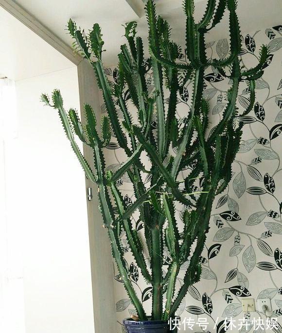 龙骨剪个叉,沾土就生根,长到“比人高”,放在门口最镇宅