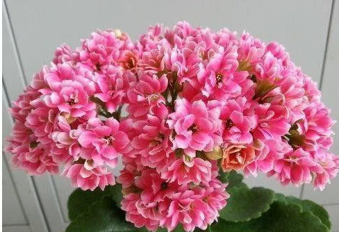 养长寿花、蟹爪兰用它最好使，半个月花蕾长满枝，轻松花开爆满盆