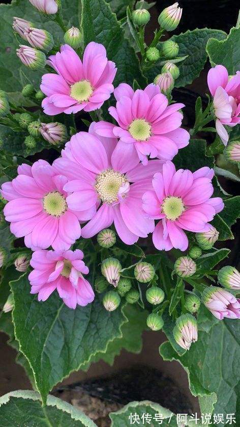 瓜叶菊听名字很土气，但开花却极为艳丽，叶子绿得晃眼！