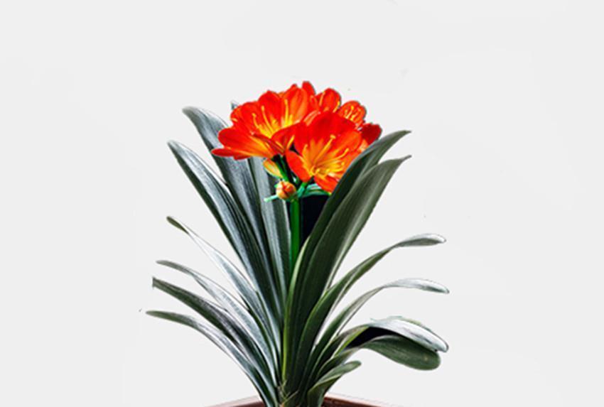 啤酒水|君子兰一生就喜欢一种土和两种肥,好好把握,再也不怕长不好