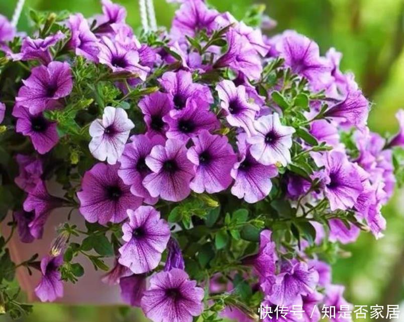 4种花便宜漂亮又好养,10元买两盆,两月变成一阳台,天天有花赏